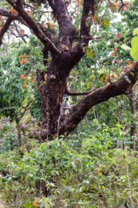 Monkey business, Chitwan National Park