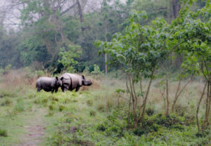 Rhinos, Chitwan National Park