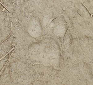 Tiger prints, Chitwan National Park