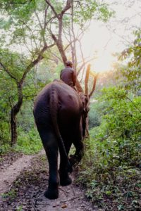 Walking through the jungle with elephants at Tiger Tops Tharu Lodge, Chitwan National Park
