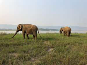 Rescued elephants at Tiger Tops Tharu Lodge, Chitwan National Park