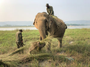 Cutting elephant grass at Tiger Tops Tharu Lodge, Chitwan National Park