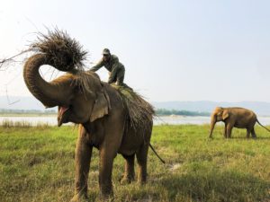 Cutting elephant grass at Tiger Tops Tharu Lodge, Chitwan National Park